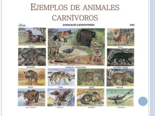 EJEMPLOS DE ANIMALES
CARNÍVOROS