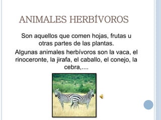ANIMALES HERBÍVOROS
Son aquellos que comen hojas, frutas u
otras partes de las plantas.
Algunas animales herbívoros son la vaca, el
rinoceronte, la jirafa, el caballo, el conejo, la
cebra,....