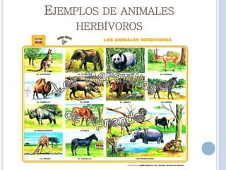 EJEMPLOS DE ANIMALES
HERBÍVOROS