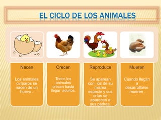 EL CICLO DE LOS ANIMALES
Nacen
Los animales
ovíparos se
nacen de un
huevo .
Crecen
Todos los
animales
crecen hasta
llegar adultos.
Reproduce
Se aparean
con los de su
misma
especie y sus
crías se
aparecen a
sus padres.
Mueren
Cuando llegan
a
desarrollarse
,mueren .
 