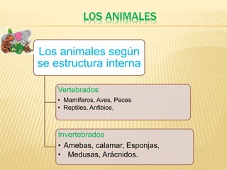 LOS ANIMALES
Los animales según
se estructura interna
Vertebrados
• Mamíferos, Aves, Peces
• Reptiles, Anfibios.
Invertebrados
• Amebas, calamar, Esponjas,
• Medusas, Arácnidos.
 