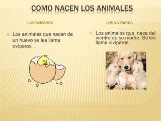 COMO NACEN LOS ANIMALES
LOS OVÍPAROS LOS VIVÍPAROS
 Los animales que nacen de
un huevo se les llama
ovíparos .
 Los animales que nace del
vientre de su madre. Se les
llama vivíparos.
 