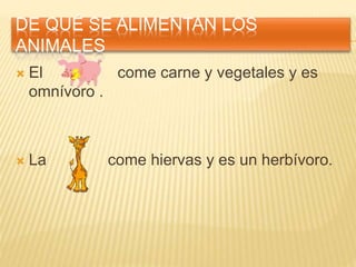DE QUÉ SE ALIMENTAN LOS
ANIMALES
 El come carne y vegetales y es
omnívoro .
 La come hiervas y es un herbívoro.
 
