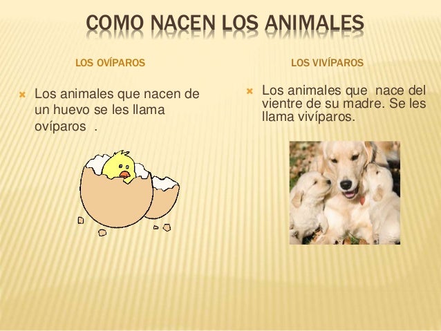 Clasificación de los animales
