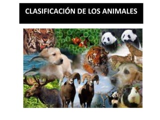 CLASIFICACIÓN DE LOS ANIMALES
 