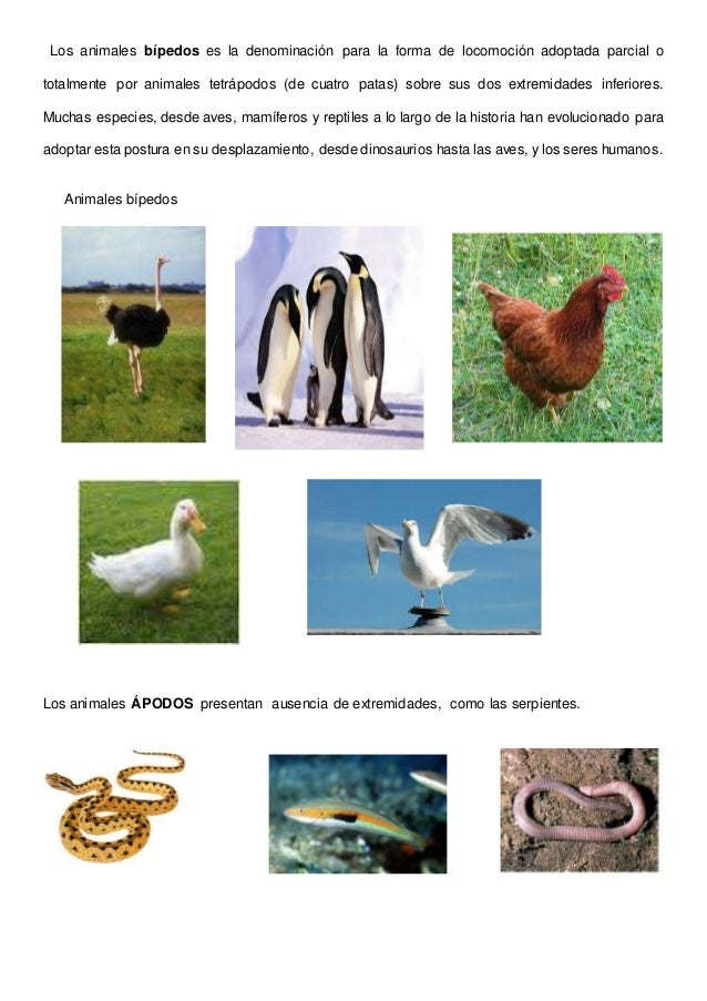 Clasificación de los animales según su alimentación
