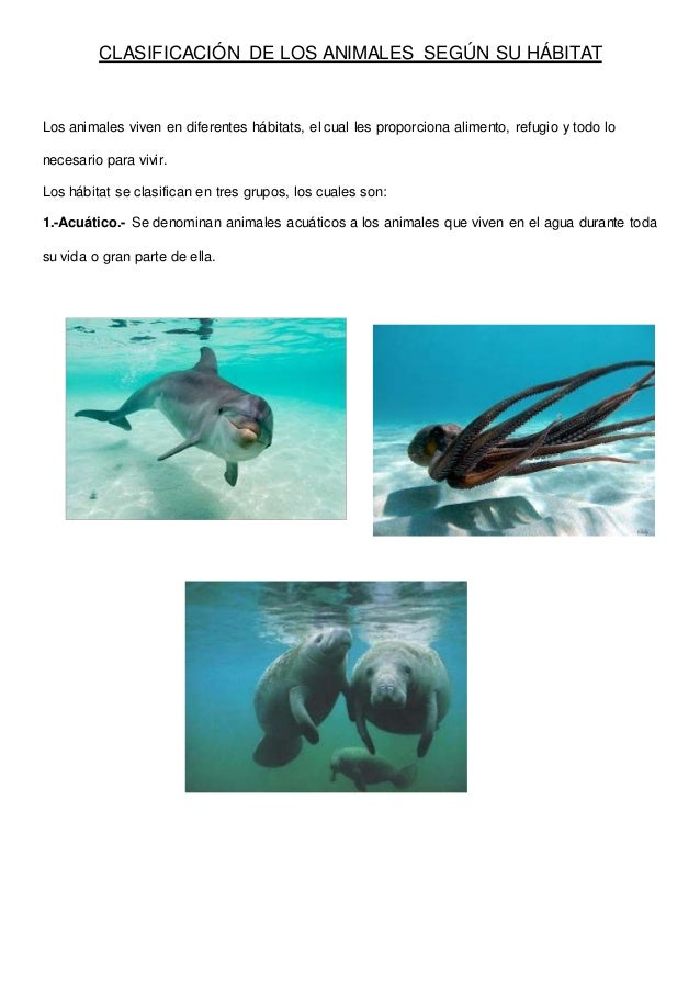 Clasificación de los animales según su alimentación