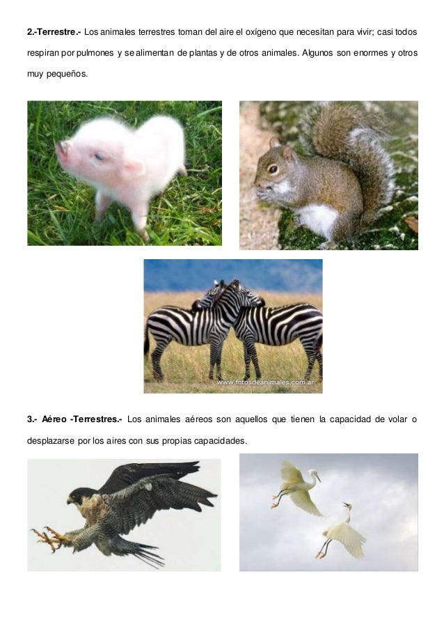 Clasificación de los animales según su alimentación