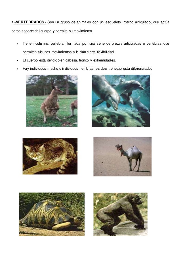 Clasificación de los animales según su alimentación