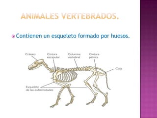 Clasificación de los animales vertebrados | PPTX