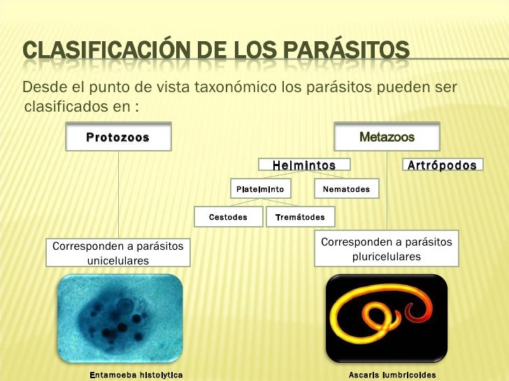 Son peligrosas las lombrices del gato para la persona