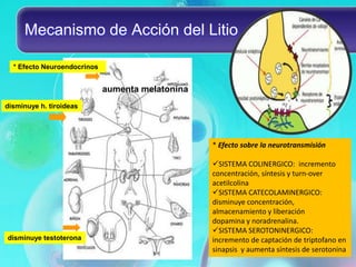 Mecanismo de Acción del Litio

  * Efecto Neuroendocrinos


                             aumenta melatonina
disminuye h. tiroideas




                                                  * Efecto sobre la neurotransmisión

                                                  SISTEMA COLINERGICO: incremento
                                                  concentración, síntesis y turn-over
                                                  acetilcolina
                                                  SISTEMA CATECOLAMINERGICO:
                                                  disminuye concentración,
                                                  almacenamiento y liberación
                                                  dopamina y noradrenalina.
                                                  SISTEMA SEROTONINERGICO:
disminuye testoterona                             incremento de captación de triptofano en
                                                  sinapsis y aumenta síntesis de serotonina
 