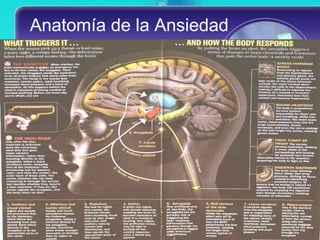 Anatomía de la Ansiedad
 