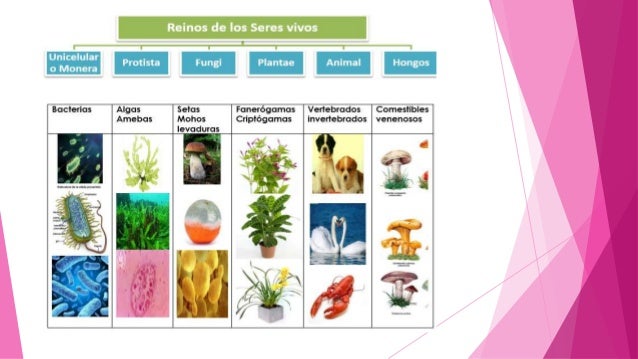 Clasificación de los reinos de los seres vivos