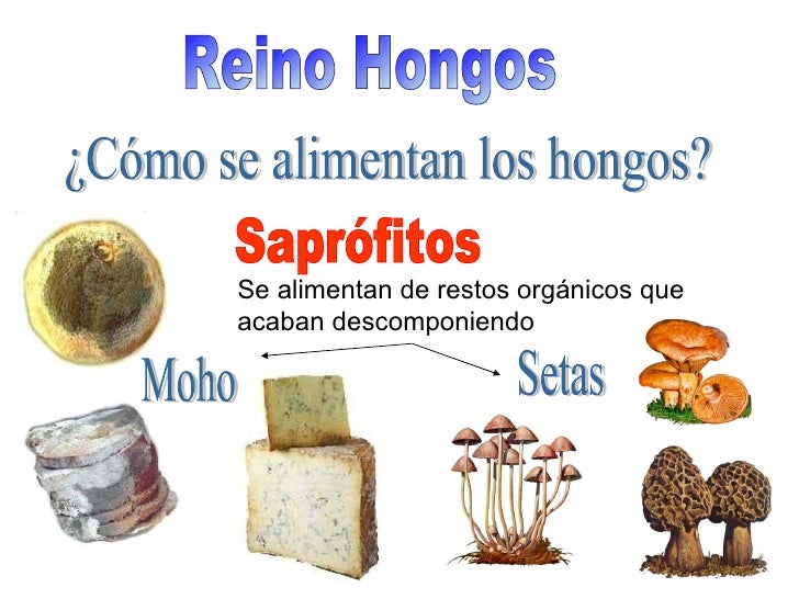 Los síntomas a las lamblias a los niños de la foto