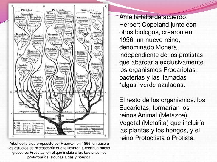 Clasificación de los seres vivos