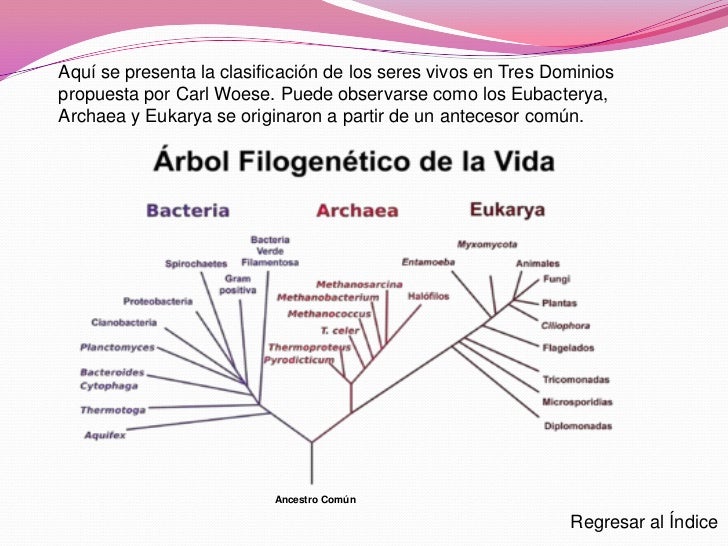 Clasificación de los seres vivos
