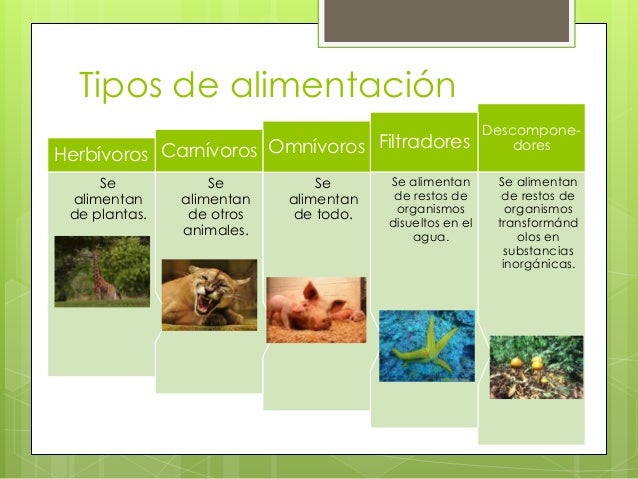 Clasificación de los seres vivos