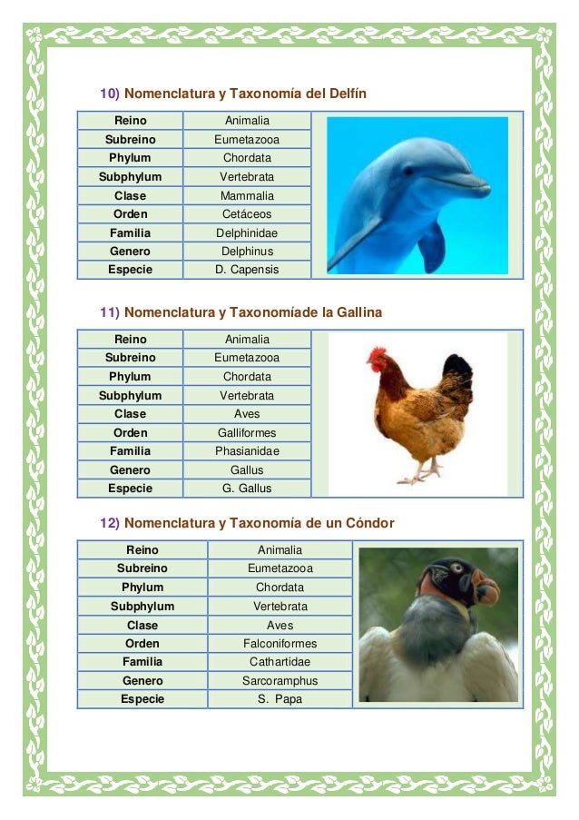 Clasificación de los seres vivos taxonomia Clasificación de los seres vivos taxonomia