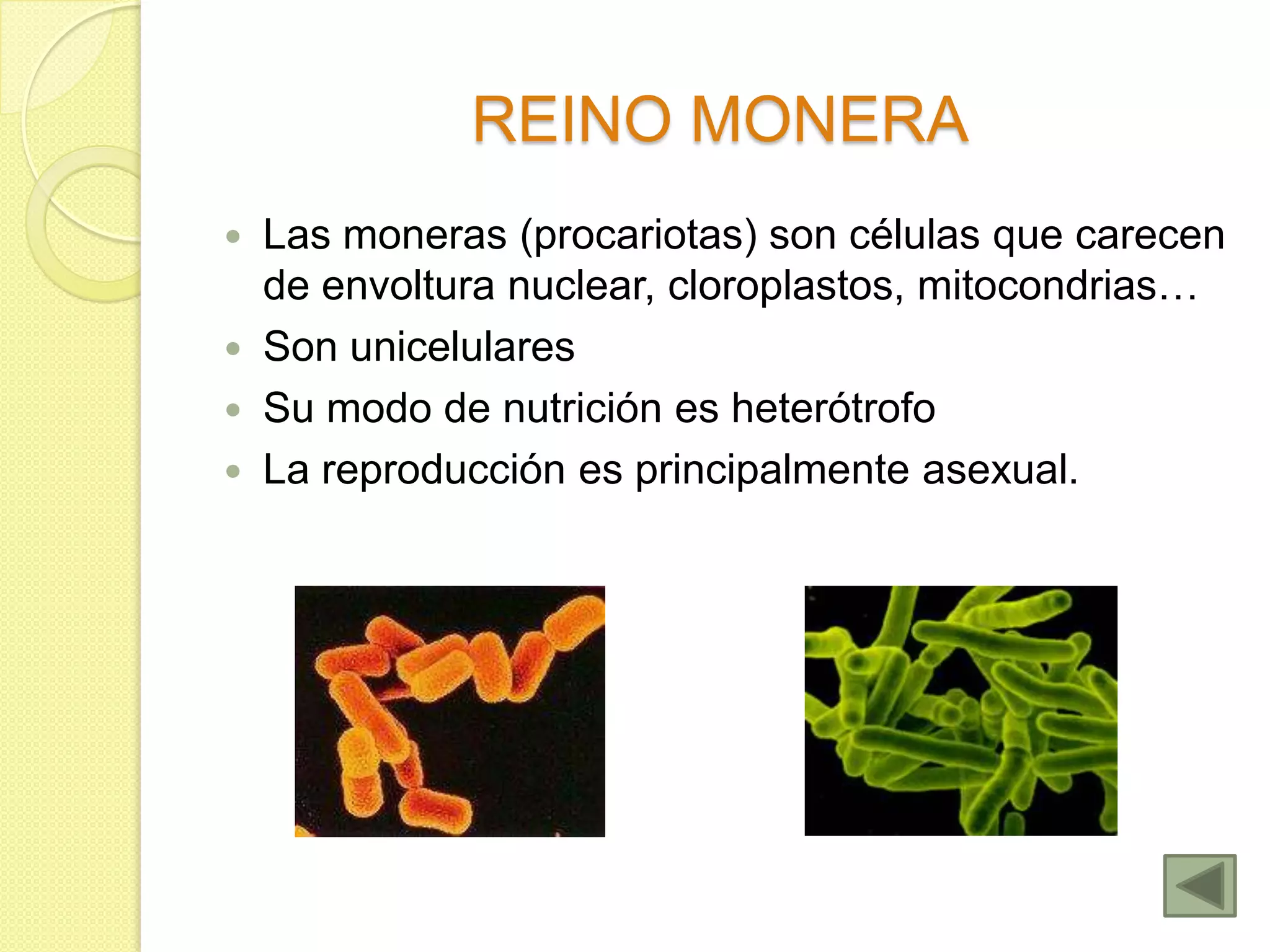 Clasificación de los seres vivos y principales categorías. natalia rivero |  PPTX