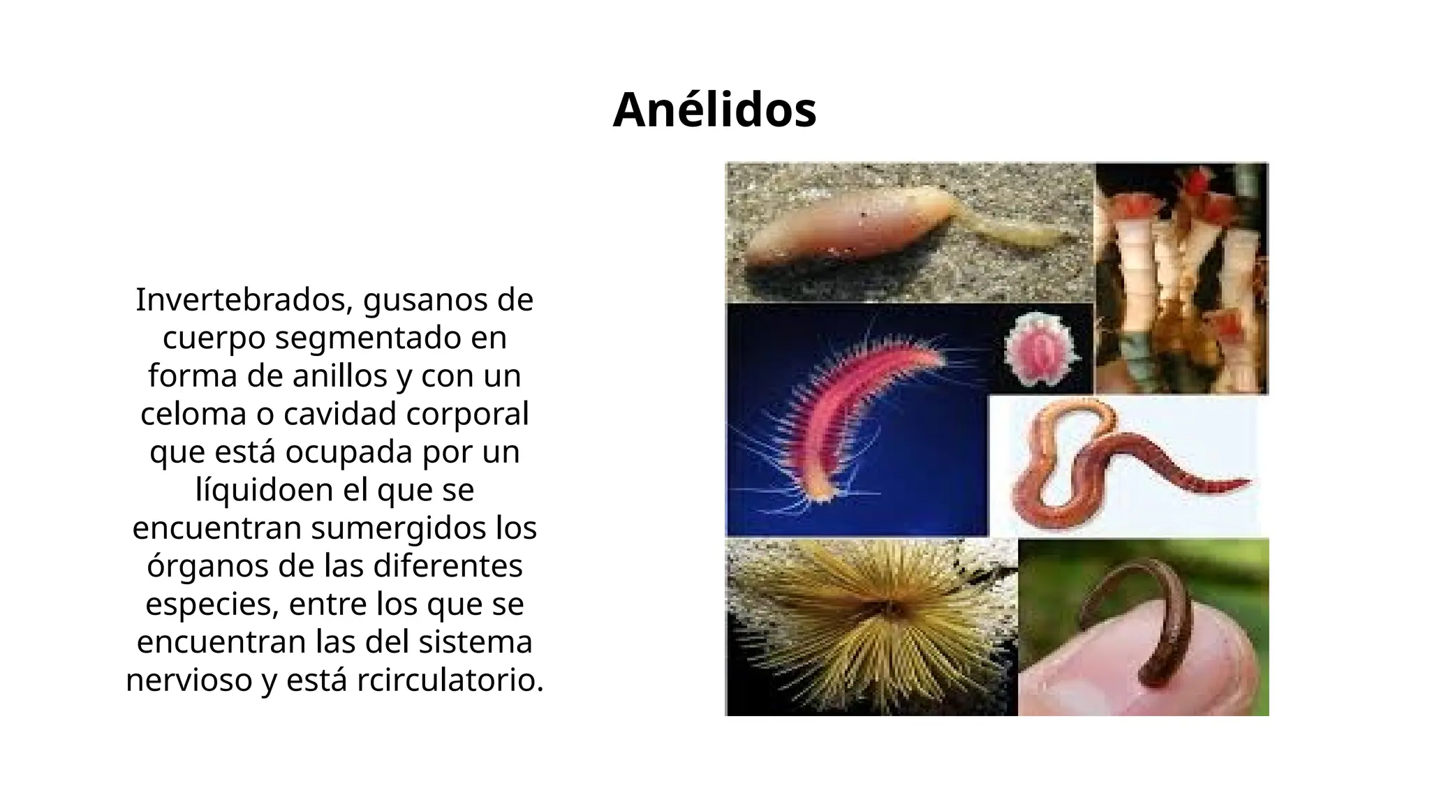 Clasificación del reino animal y evolucion.pptx