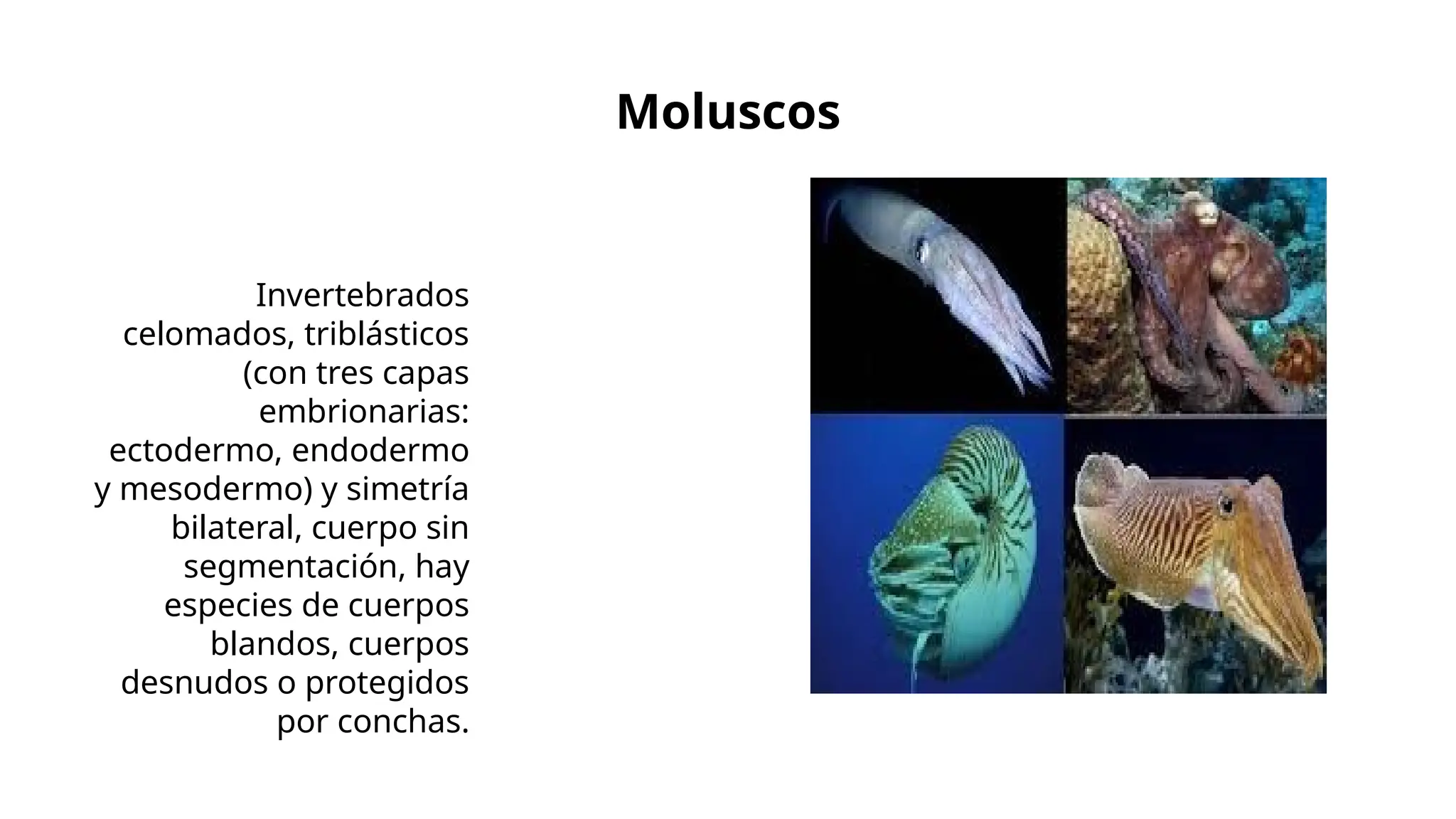 Clasificación del reino animal y evolucion.pptx