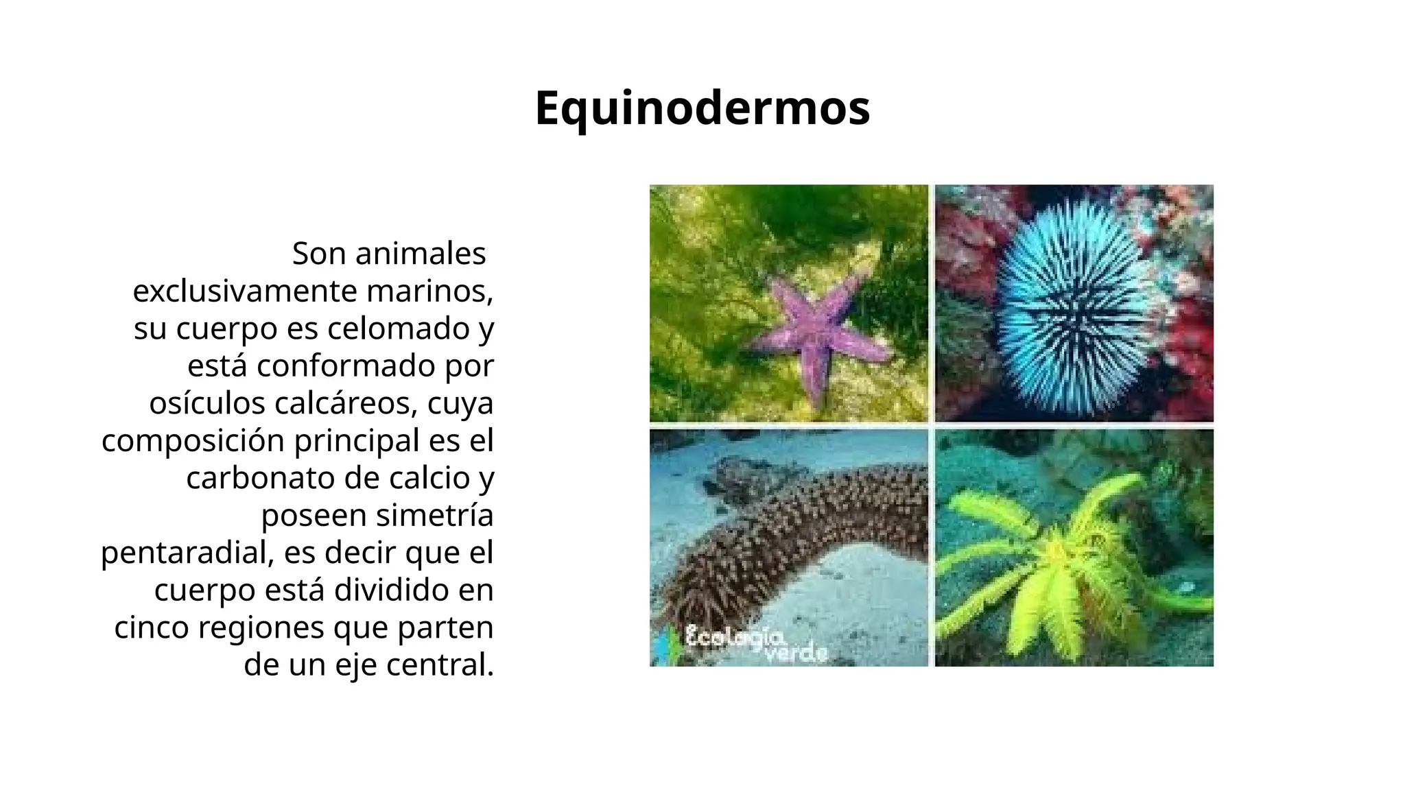 Reino monera dibujos faciles (99) foto