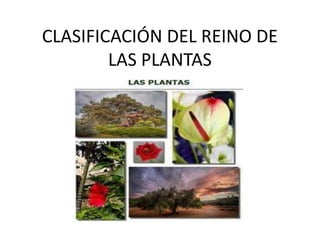 CLASIFICACIÓN DEL REINO DE LAS PLANTAS<br />