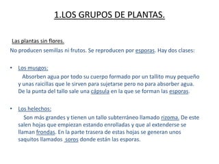 1.LOS GRUPOS DE PLANTAS.<br /> Las plantas sin flores.<br />No producen semillas ni frutos. Se reproducen por esporas. Hay...