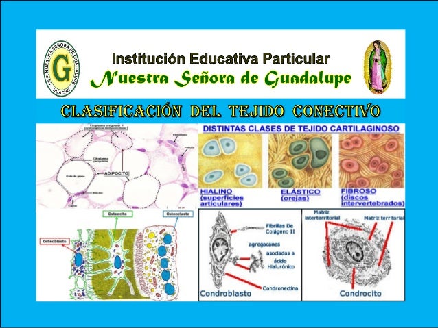 Clasificación del tejido conectivo