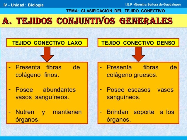 Clasificación del tejido conectivo