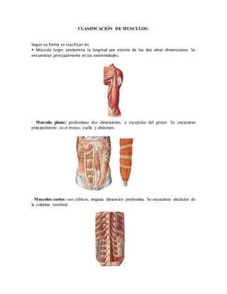 CLASIFICACIÓN DE MUSCULOS:
Según su forma se clasifican en:
• Músculo largo: predomina la longitud por encima de las dos otras dimensiones. Se
encuentran principalmente en las extremidades.
· Musculo plano: predominan dos dimensiones, a excepción del grosor. Se encuentran
principalmente en el tronco, cuello y abdomen.
· Musculos cortos: son cúbicos, ninguna dimensión predomina. Se encuentran alrededor de
la columna vertebral.
 