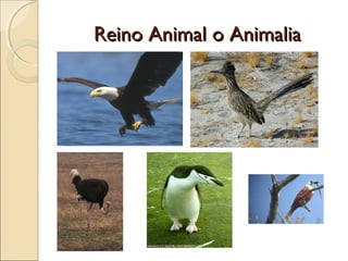 Reino Animal o AnimaliaReino Animal o Animalia
Mamíferos
◦ Sistema nerviosos muy desarrollado y
complejo.
◦ Homeotermos (...