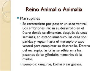 Reino Animal o AnimaliaReino Animal o Animalia
 