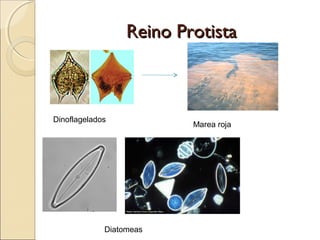Reino ProtistaReino Protista
Euglena sp. Amoeba sp.
 