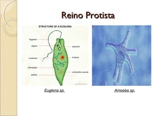 Reino ProtistaReino Protista
Trypanosoma sp.
 