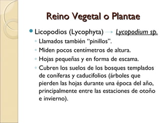 Reino Vegetal o PlantaeReino Vegetal o Plantae
Licopodios
 