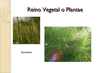Reino Vegetal o PlantaeReino Vegetal o Plantae
Helechos (Pteridophyta)
◦ Crecen más que los musgos.
◦ Sus hábitats más co...