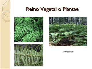 Reino Vegetal o PlantaeReino Vegetal o Plantae
Gimnospermas (plantas con semilla
desnuda) Phylum Coniferophyta
Coníferas)...
