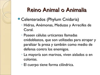 Reino Animal o AnimaliaReino Animal o Animalia
Celenterados (Phylum Cnidaria)
◦ Poseen simetría radial.
◦ Se reproducen s...