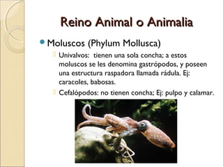 Reino Animal o AnimaliaReino Animal o Animalia
Equinodermos (Phylum Echinodermata)
◦ Son marinos, viven en las costas y f...