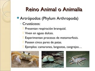 Reino Animal o AnimaliaReino Animal o Animalia
Artrópodos (Phylum Arthropoda)
◦ Insectos:
 Tienen respiración traqueal o...