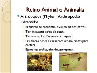 Reino Animal o AnimaliaReino Animal o Animalia
Artrópodos (Phylum Arthropoda)
◦ Miriápodos:
 Tienen cuerpo alargado y se...