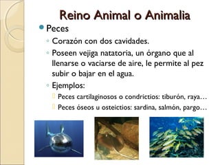 Reino Animal o AnimaliaReino Animal o Animalia
Anfibios
◦ Hábitat acuático y terrestre.
◦ Presentan metamorfosis (larvas ...