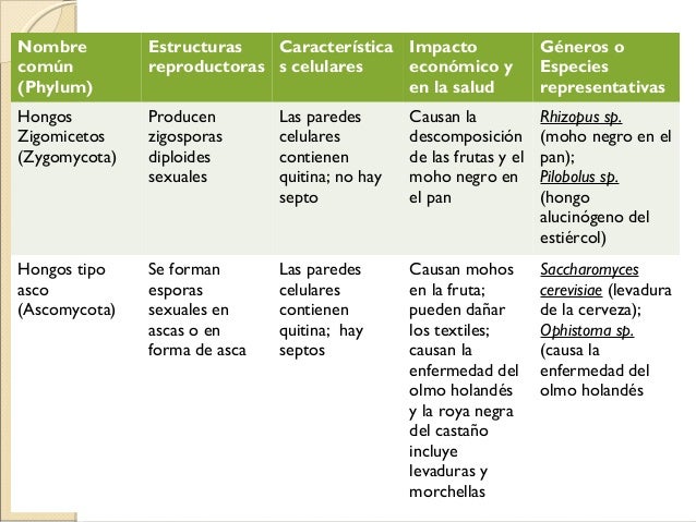 Clasificación De Reinos Biológicos Según Whittaker
