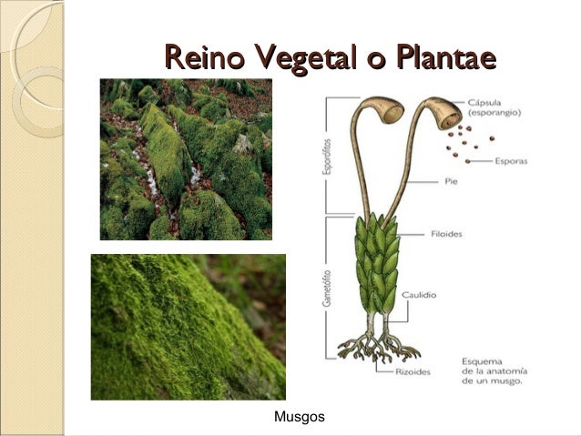 reino vegetal o plantaereino vegetal o plantae hepáticas y anthoceros reino vegetal o plantaereino vegetal o plantae hepáticas y anthoceros