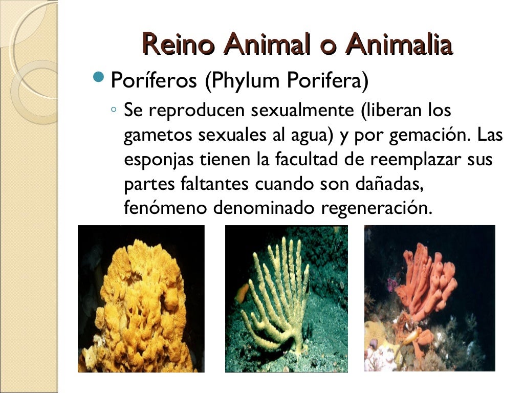 Clasificación de reinos biológicos según whittaker