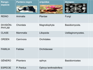 1969 clasificación de los seres
vivos…
 Whitaker propuso 5 reinos:
 Animalia: reino de animales
 Plantae: reino de planas.
 Fungí: reino de los hongos.
 Protistas: reino de organismos
unicelulares eucariotas.
 Mónera: reino de bacterias
procariotas.
 