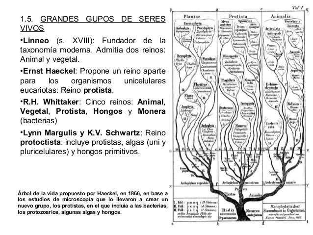 Clasificación de seres vivos EAT (2015)