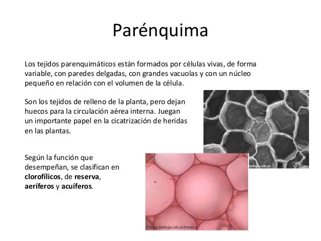 Clasificacion De Tejidos Vegetales